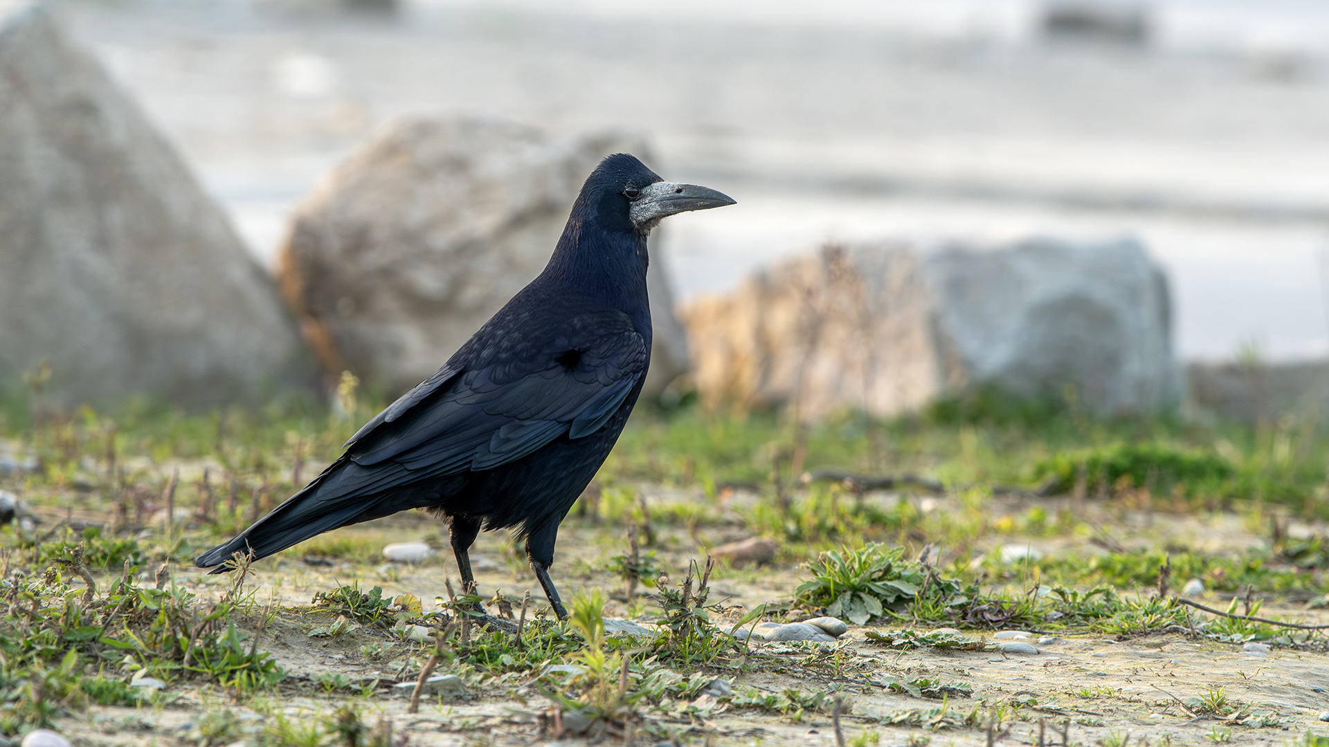 Rook